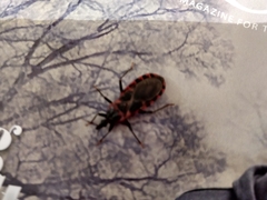 Triatoma