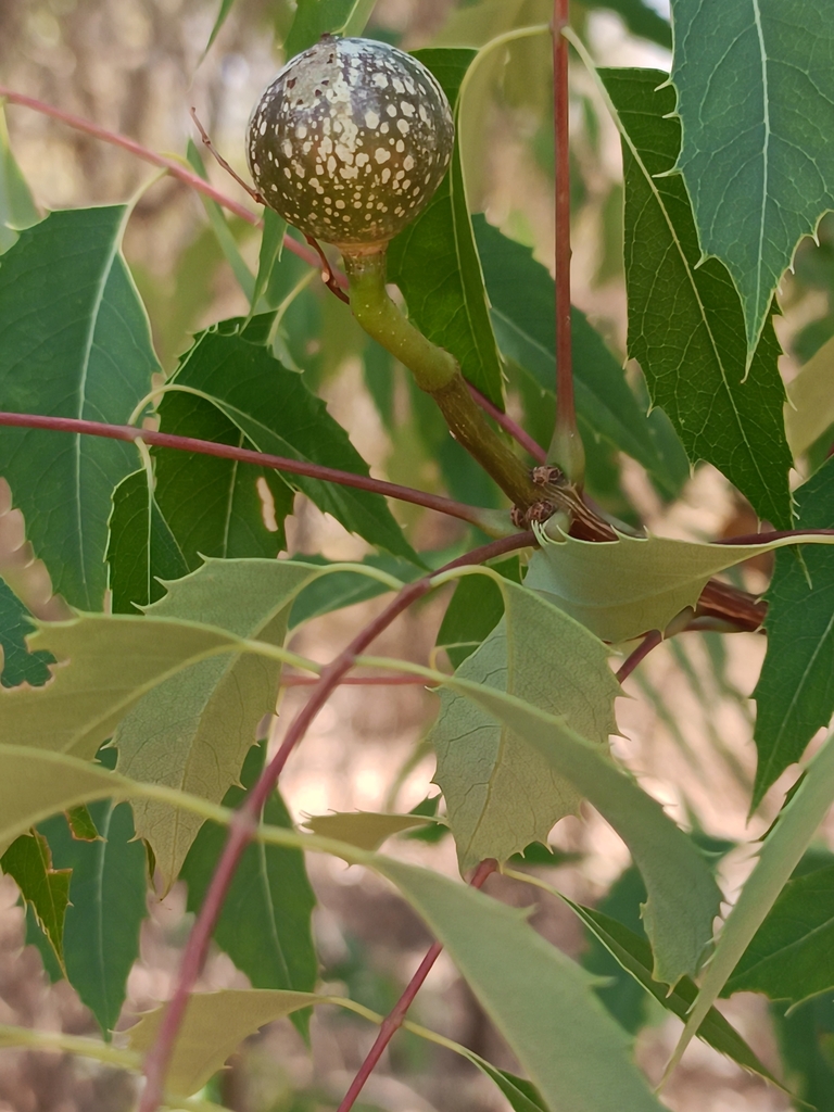Neobeguea mahafaliensis