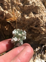 Oreocarya hoffmannii