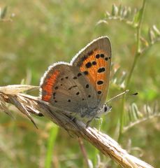Lycaena phlaeas hypophlaeas