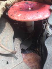 Russula mexicana