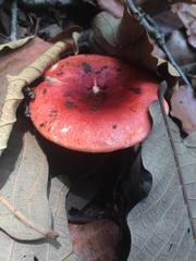 Russula mexicana
