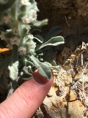 Oreocarya hoffmannii