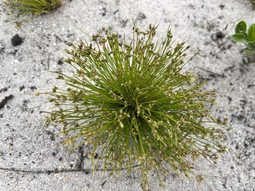 Image of Ficinia marginata by (c) Charleen Brunke, some rights reserved (CC BY)