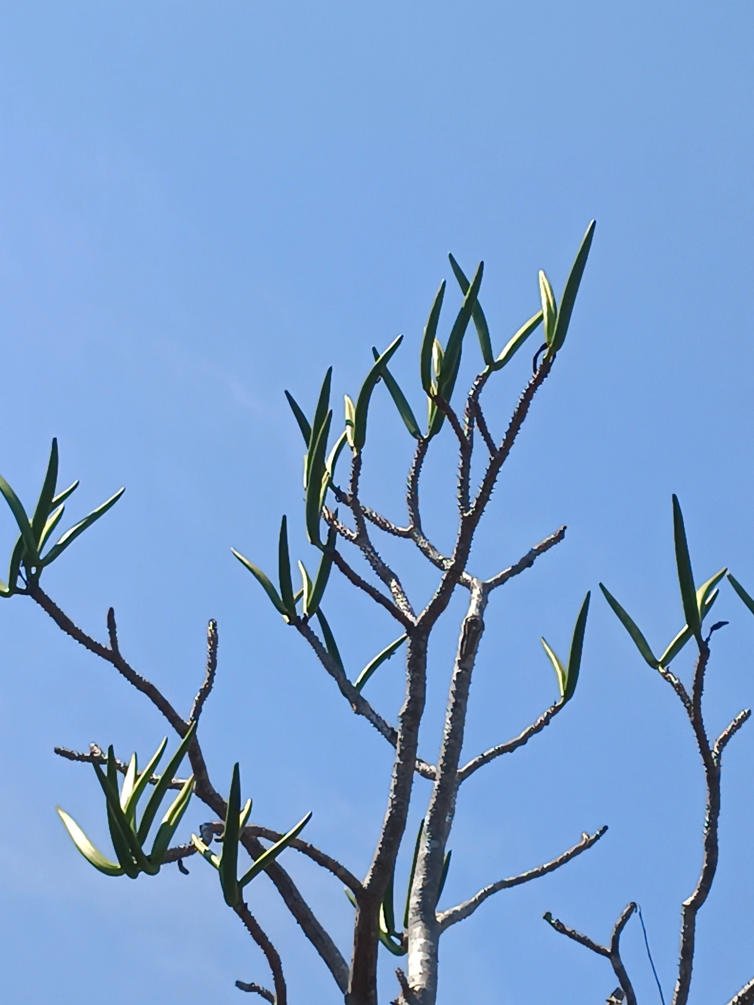 Imagem de Pachypodium