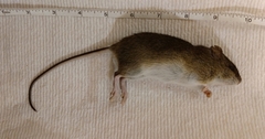 Oryzomys palustris
