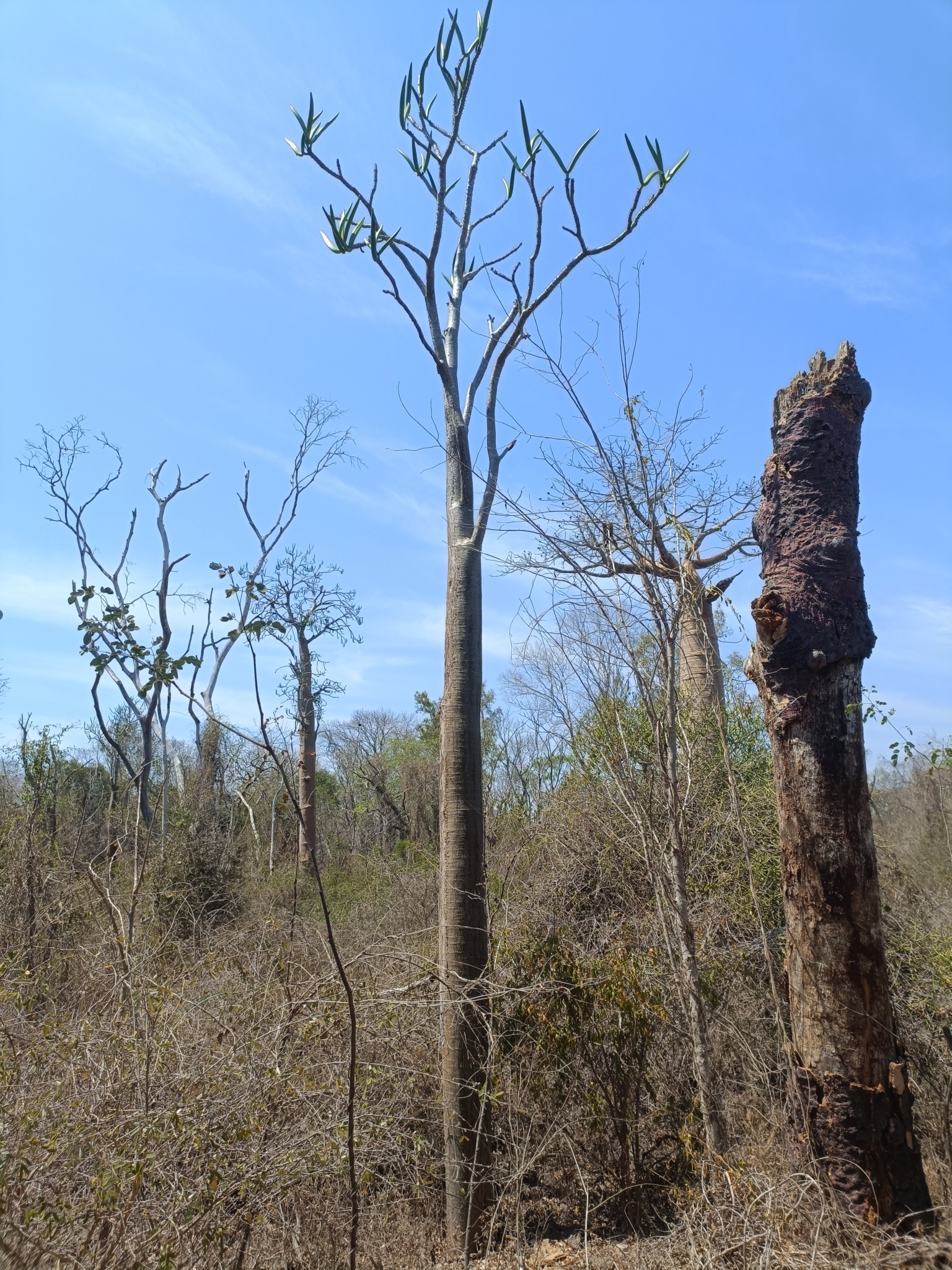 Imagem de Pachypodium
