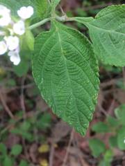Lantana hirta