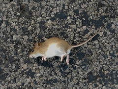 Oryzomys palustris