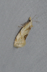 Aethes angustana