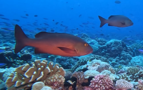 Twinspot snapper