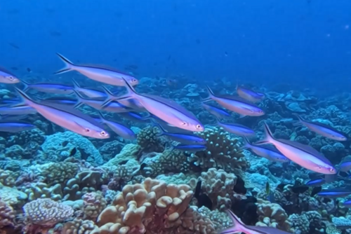Dark-banded fusilier