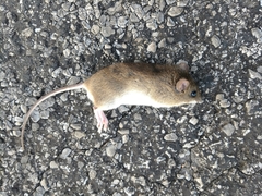 Oryzomys palustris
