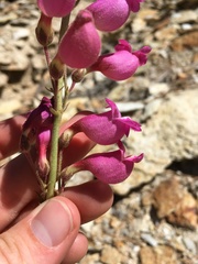 Penstemon floridus floridus