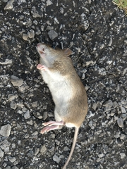 Oryzomys palustris