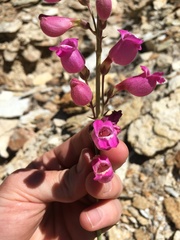 Penstemon floridus floridus