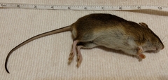 Oryzomys palustris