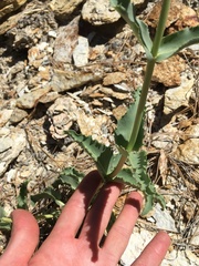 Penstemon floridus floridus