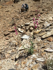 Penstemon floridus floridus