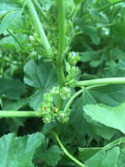 Malva parviflora