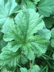 Malva parviflora