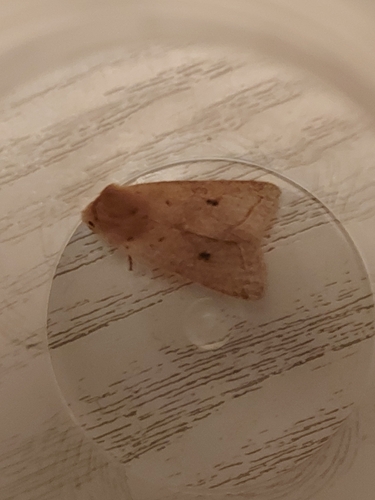 Yellow-line Quaker, 8437 PM Zorgvlied, Netherlands, photo 9 of 10
