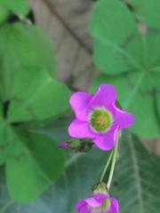 Oxalis tetraphylla