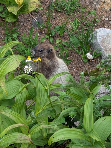 Hoary Marmot