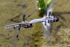 Libellula nodisticta