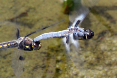 Libellula nodisticta