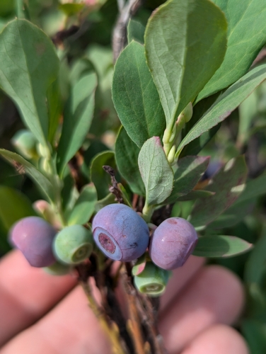 Image of Vaccinium deliciosum by (c) markandrews1, some rights reserved (CC BY)