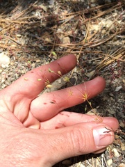 Leptosiphon septentrionalis