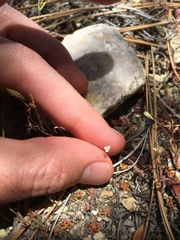 Leptosiphon septentrionalis