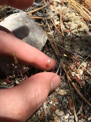 Leptosiphon septentrionalis