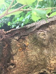 Xylotrechus chinensis