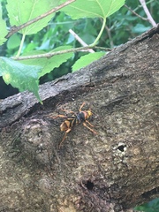 Xylotrechus chinensis