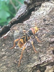 Xylotrechus chinensis