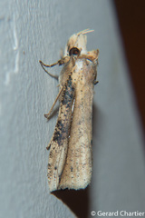Cephena costata