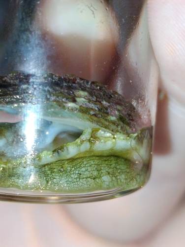 Photo of European abalone (Haliotis tuberculata)