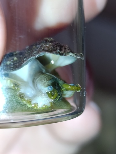 Photo of European abalone (Haliotis tuberculata)