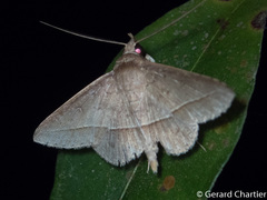 Hypospila creberrima