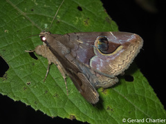 Ommatophora luminosa