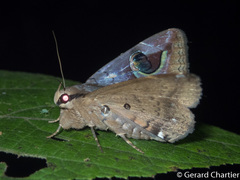 Ommatophora luminosa