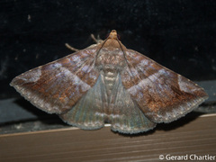 Buzara onelia