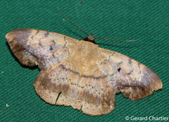 Hypopyra contractipennis