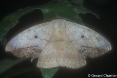 Hypopyra contractipennis