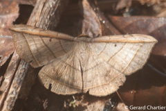 Entomogramma fautrix