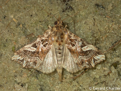 Callopistria exotica