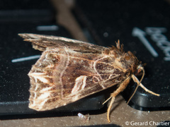 Callopistria exotica