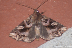 Callopistria exotica
